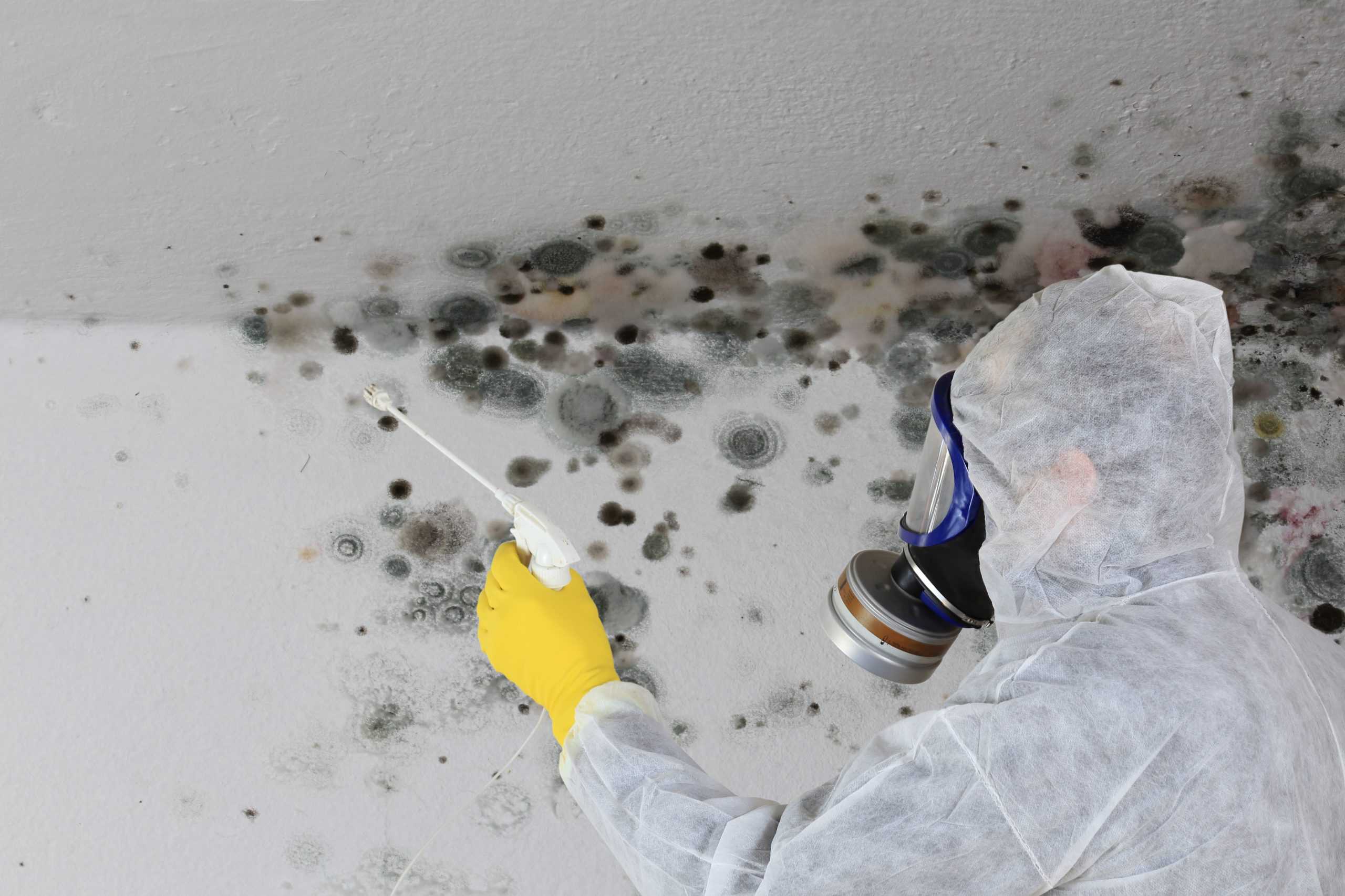 A person wearing protective gear, yellow gloves, and a respirator sprays cleaning solution on a ceiling covered with large black mold spots.