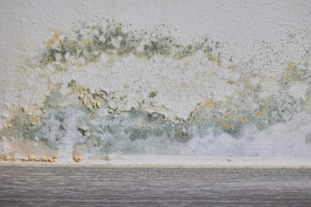 Close-up of interior wall with mold growth, peeling paint, and moisture damage near the floor, showing damp conditions and surface deterioration inside a building.